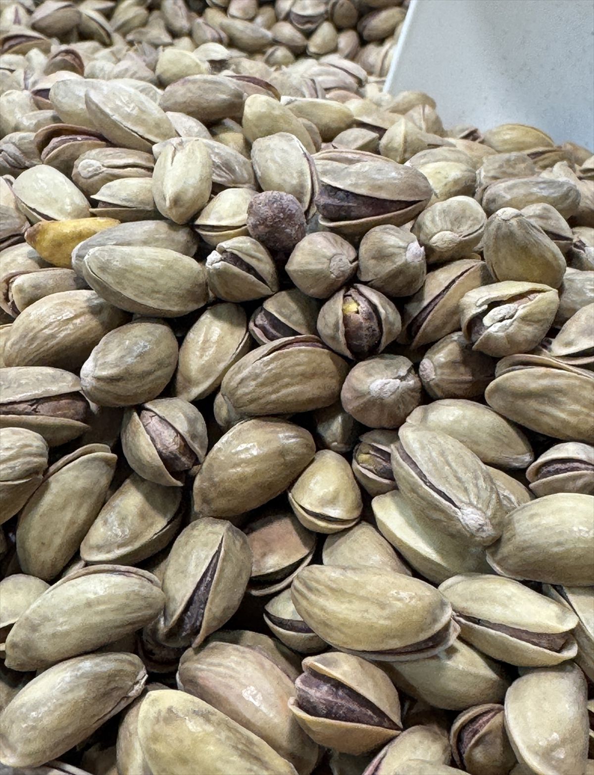 Türkiye Fıstık İhracatında Artış